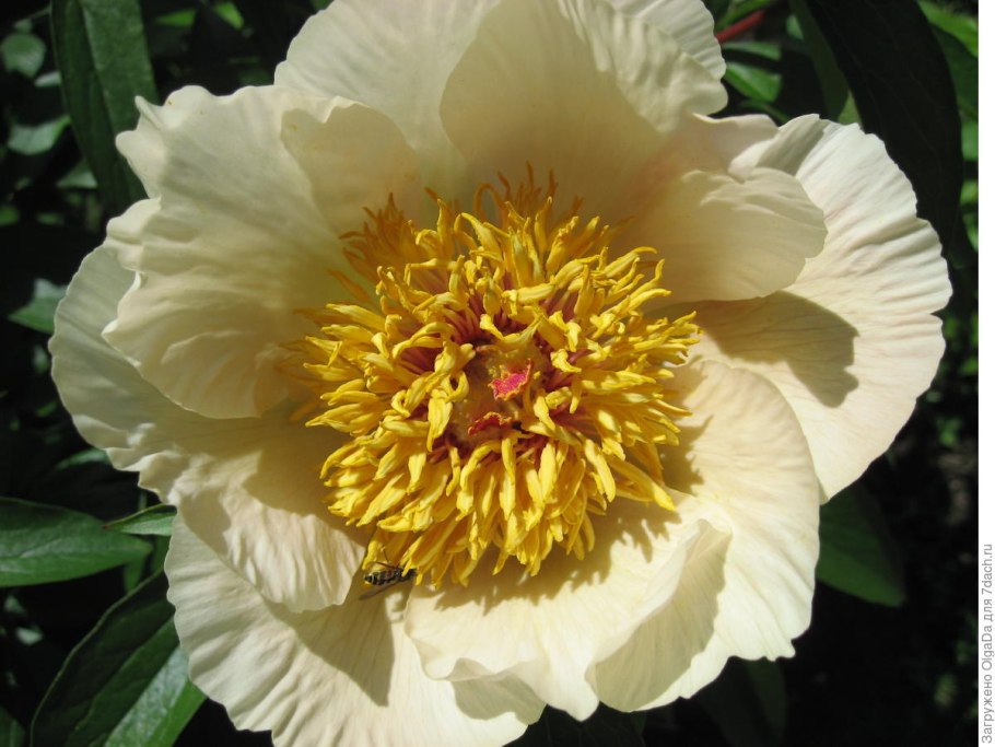 Пион Санни Глоу