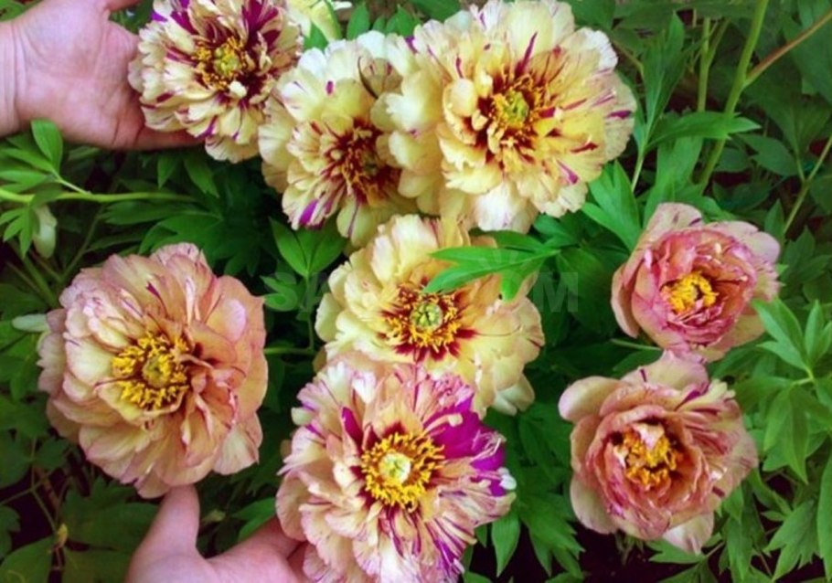 Пион Ито-гибрид Лоллипоп