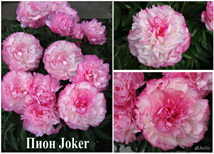 Пион Джокер Paeonia Joker