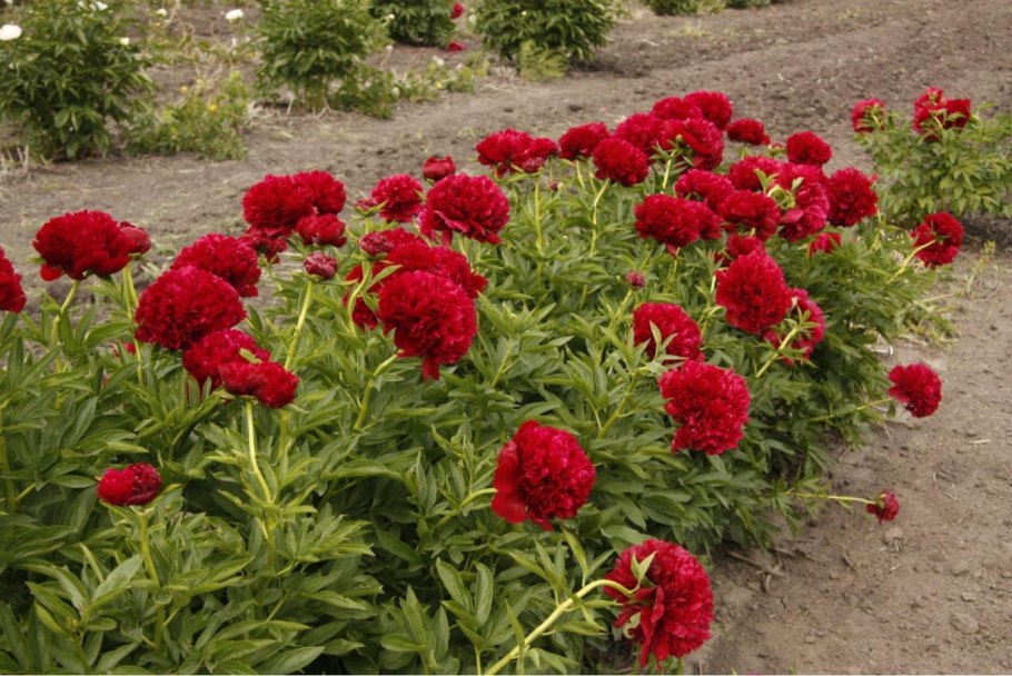 Пион травянистый ред Грейс