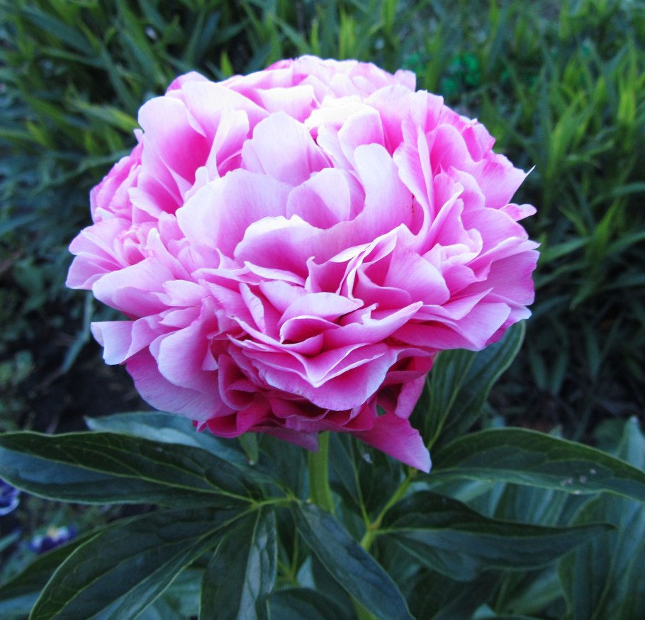 Пион травянистый Джокер