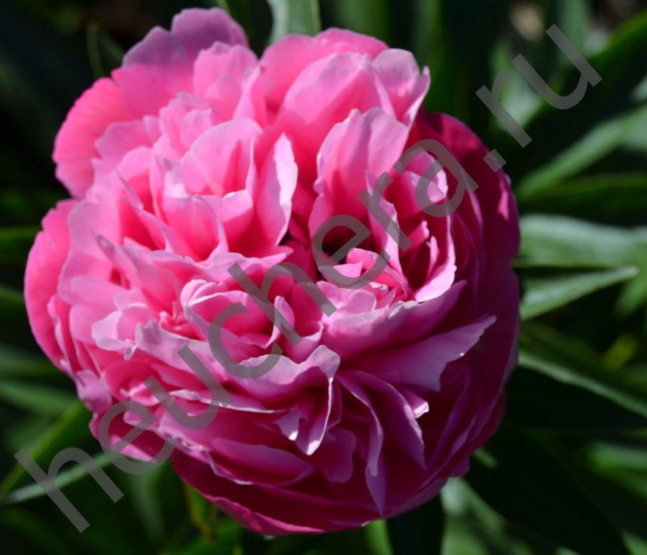 Леон Джокер пион