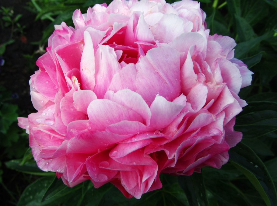 Пион Джокер Paeonia Joker