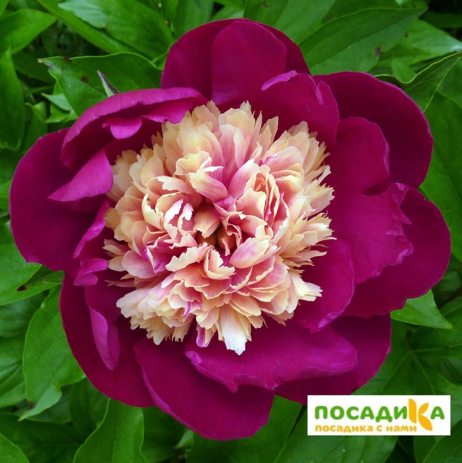 Пион молочноцветковый Уайт кэп