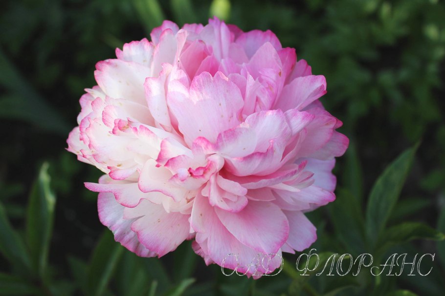 Пион Джокер