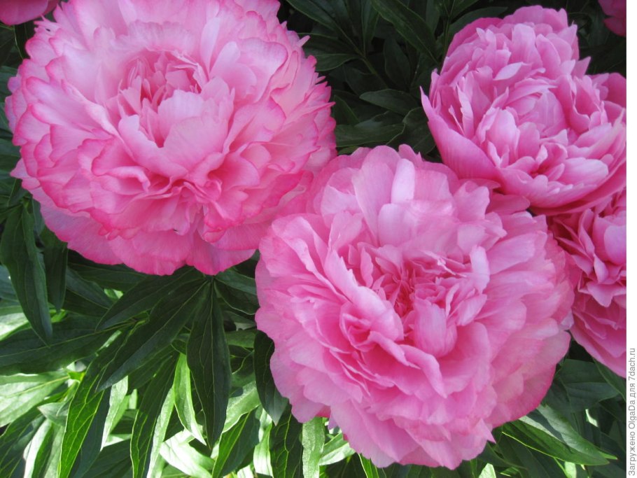 Пион травянистый "Джокер" (Paeonia 'Joker')