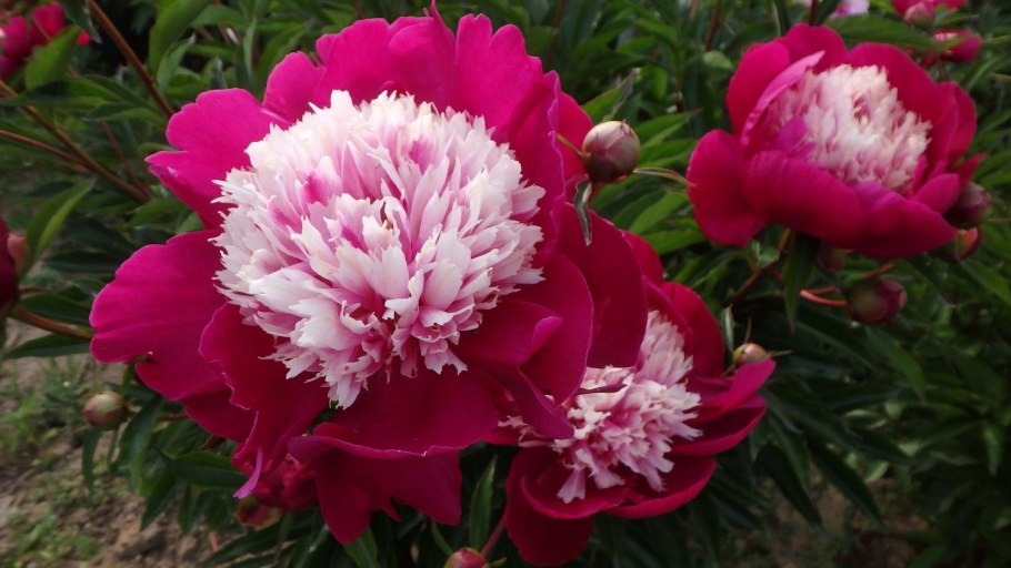 Пион май лав