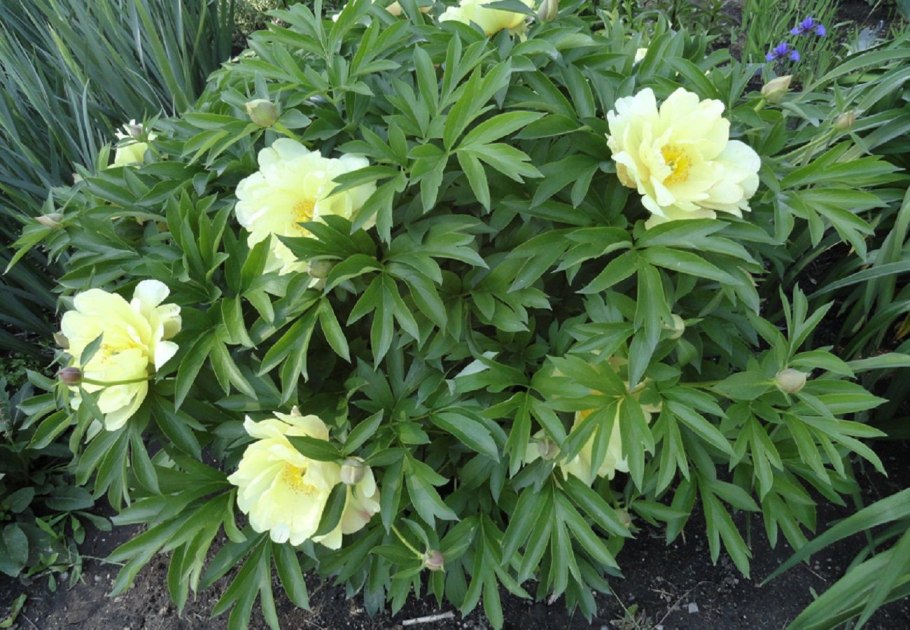 Пион травянистый ред Чарм