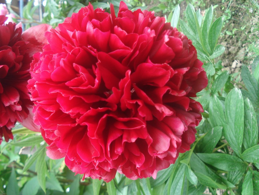 Пион Лорелея Paeonia Lorelei
