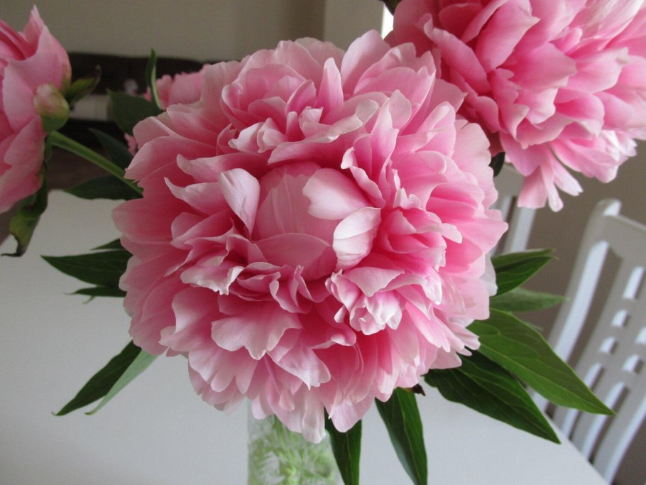 Пион Джокер фото и описание