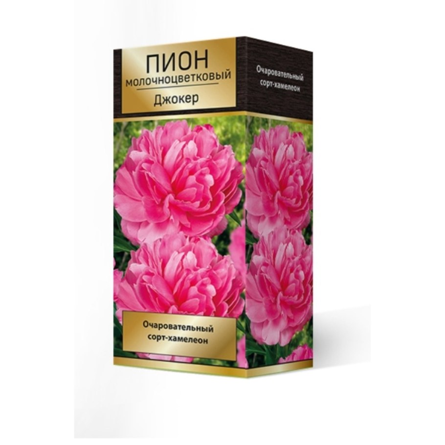 Пион травянистый Джокер