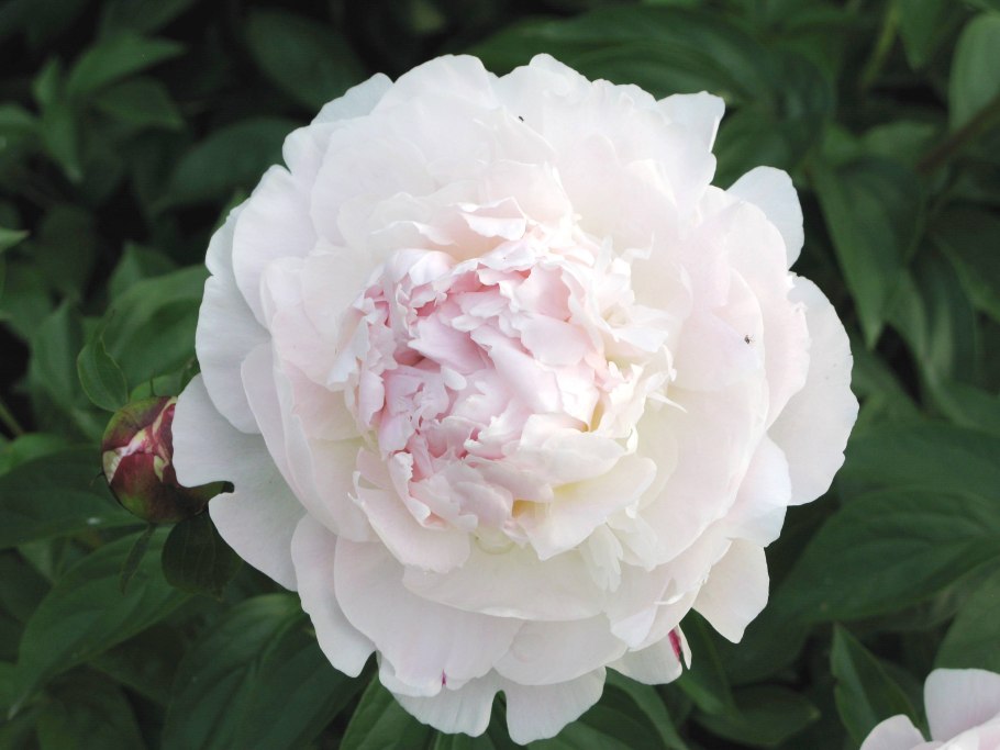 Пион молочноцветковый Сара Бернард