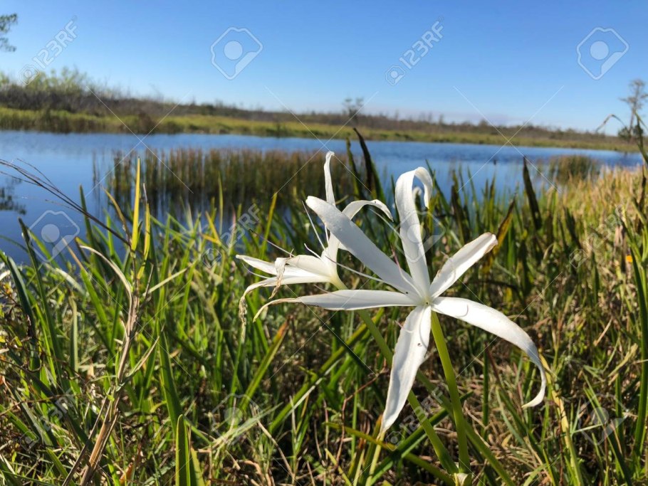 Растения реки Свияга