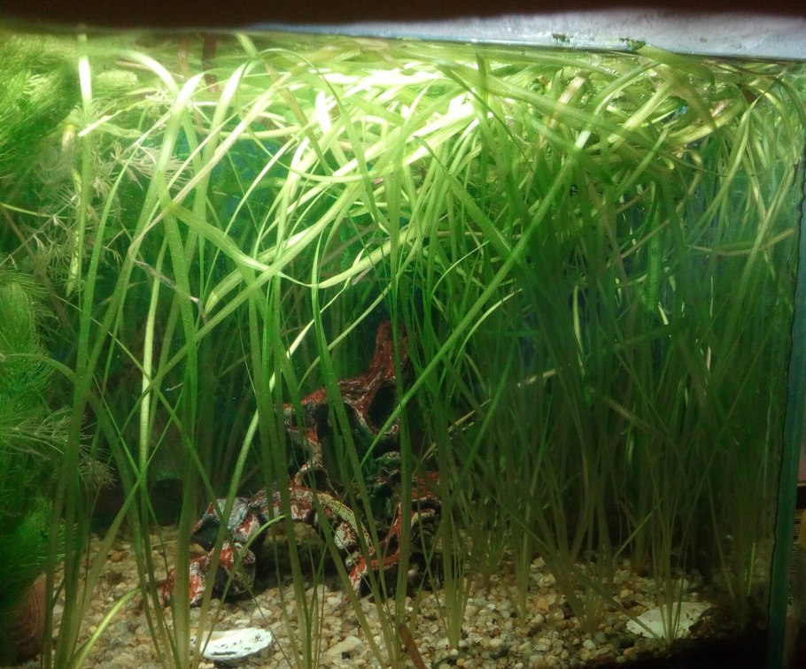 Растение кувшинка стрелолист тростник