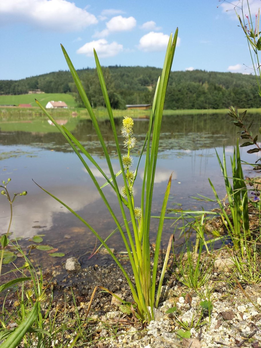 Частуха Бьерквиста