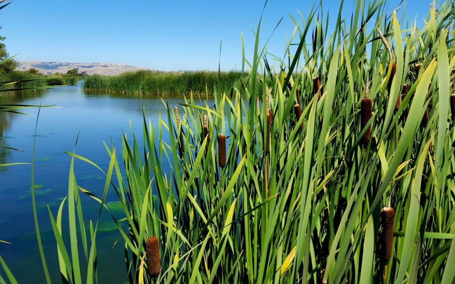 Кубышка кувшинка стрелолист