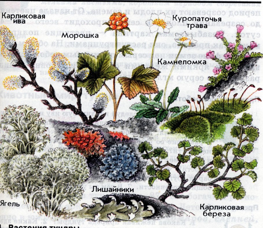 Голубика в тундре