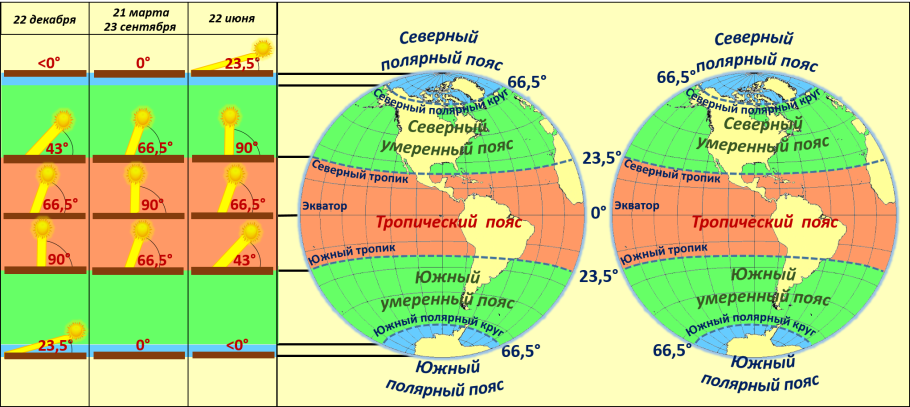 Лютик Арктический