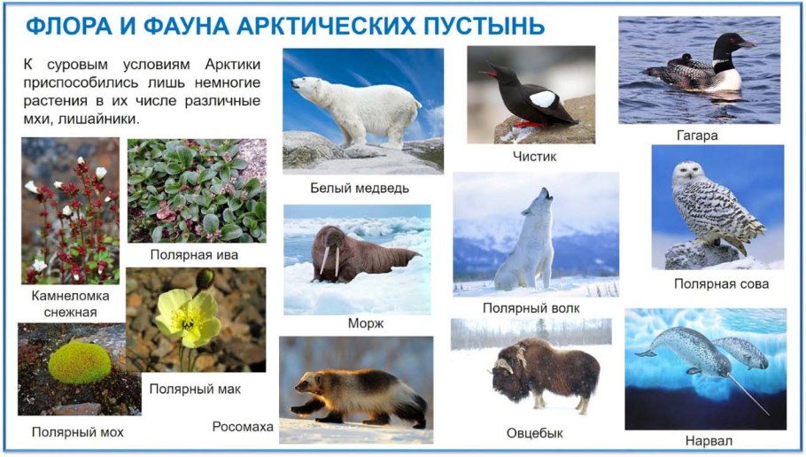Климат России на карте природных зон