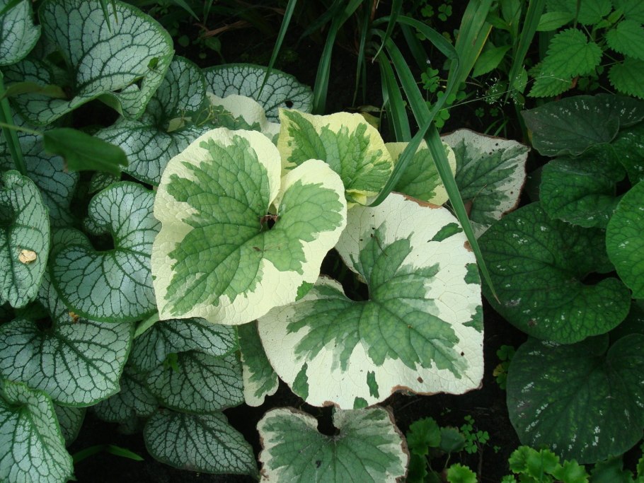 Хоста Бруннера крупнолистная