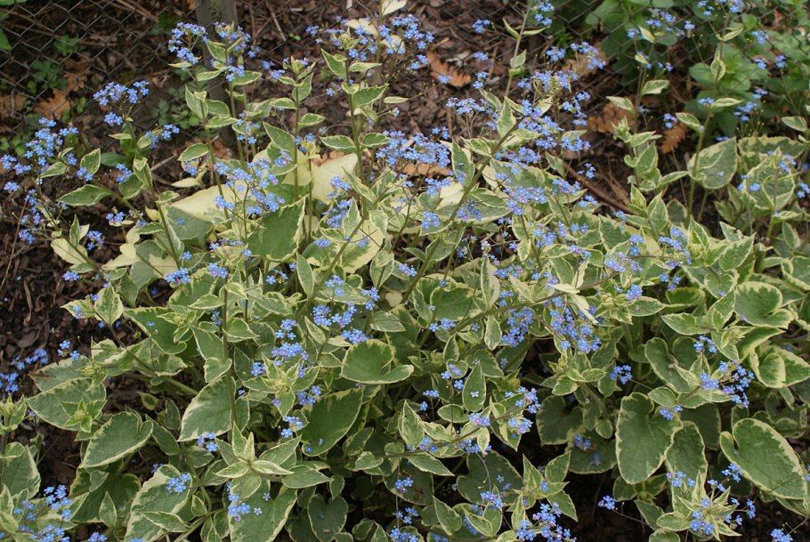 Бруннера Джек Голд