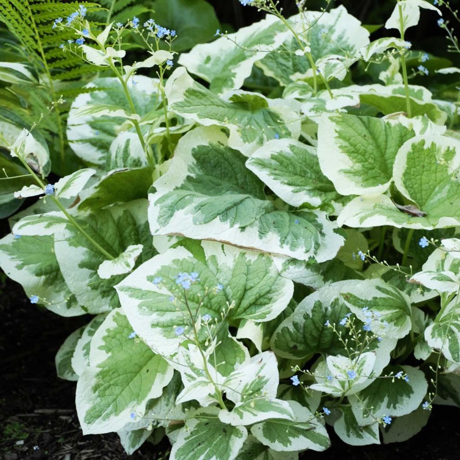 Бруннера Brunnera macrophylla variegata