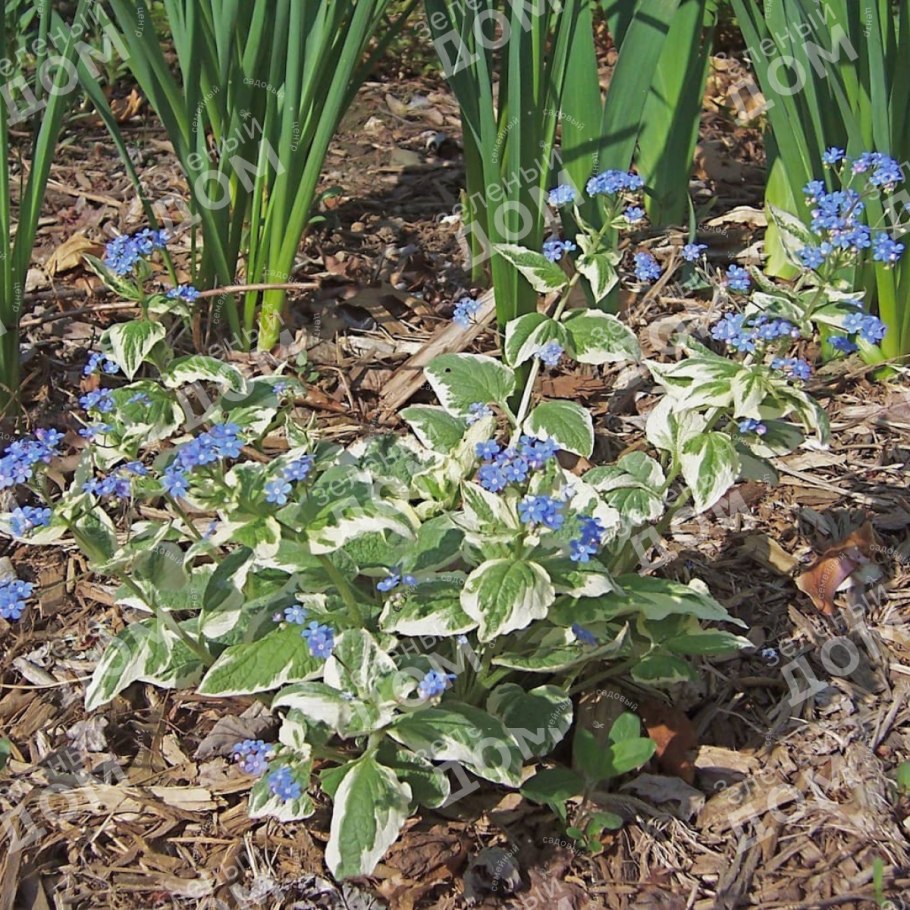 Бруннера крупнолистная variegata