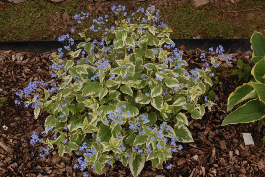 Бруннера крупнолистная variegata