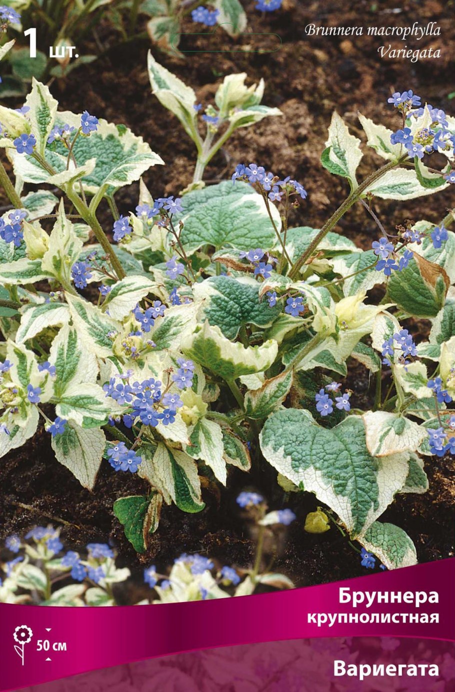 Бруннера крупнолистная Вариегата