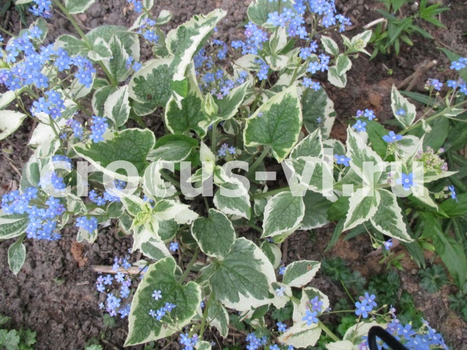 Брунера крупнолистная "Джек Фрост"