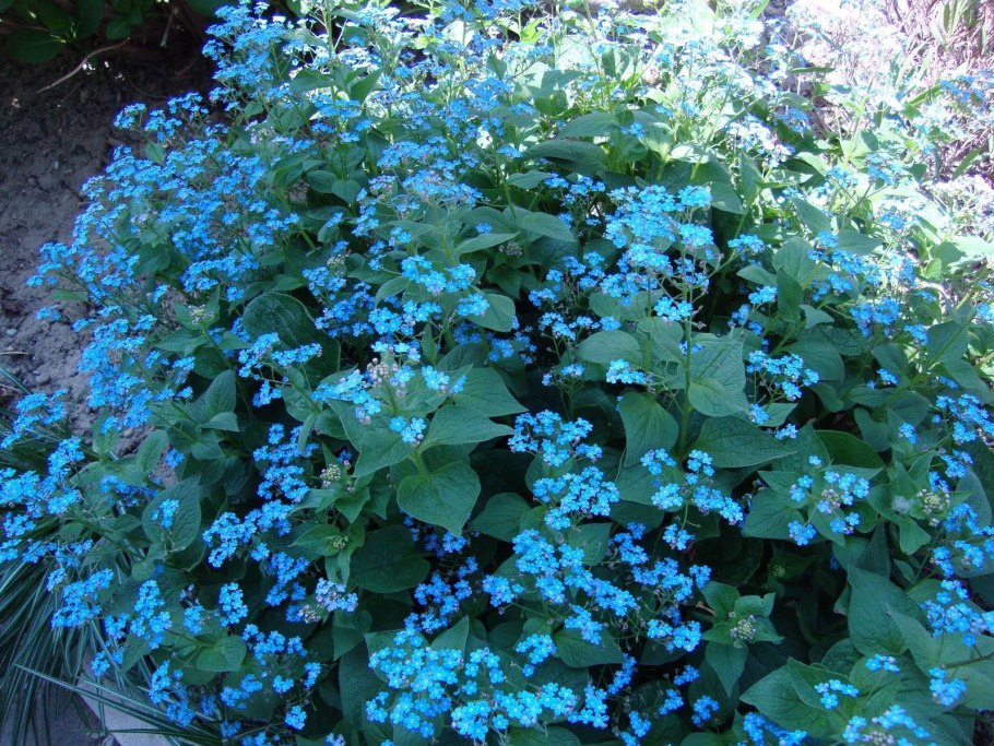 Бруннера крупнолистная