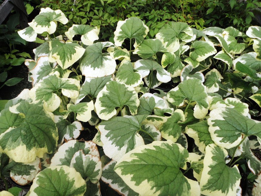 Brunnera macrophylla