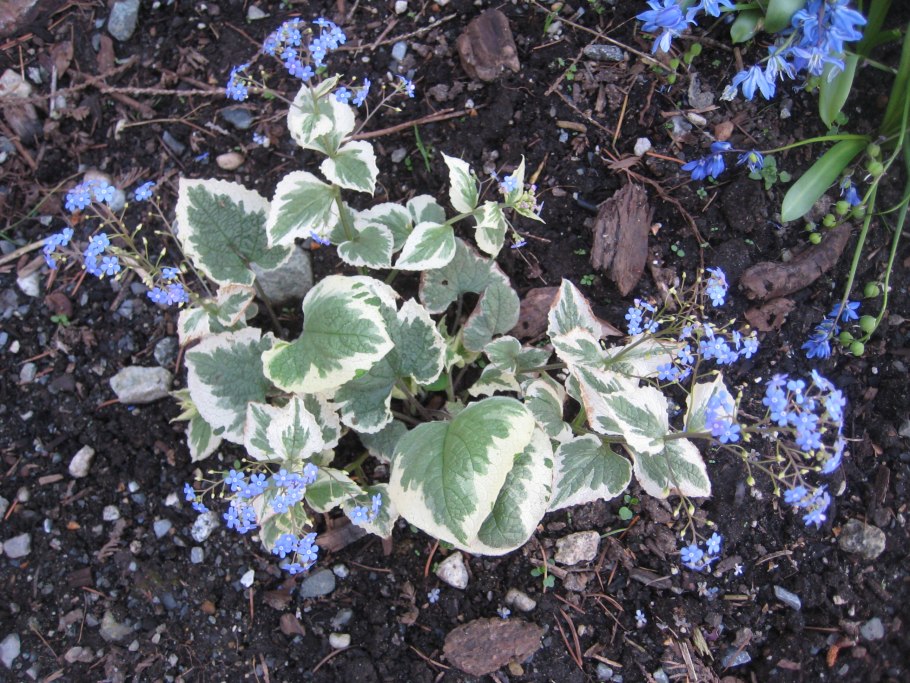 Бруннера крупнолистная Вариегата