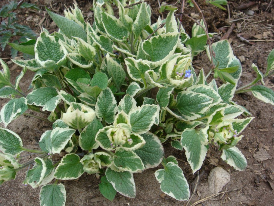 Брунера крупнолистеая вариегатная