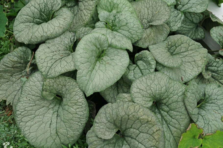 Бруннера Brunnera macrophylla variegata