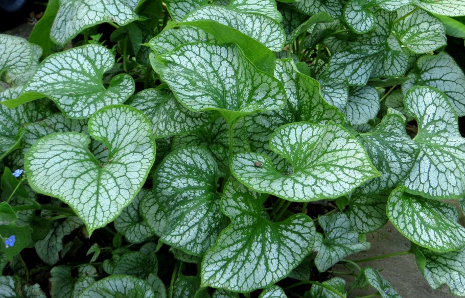 Бруннера крупнолистная variegata