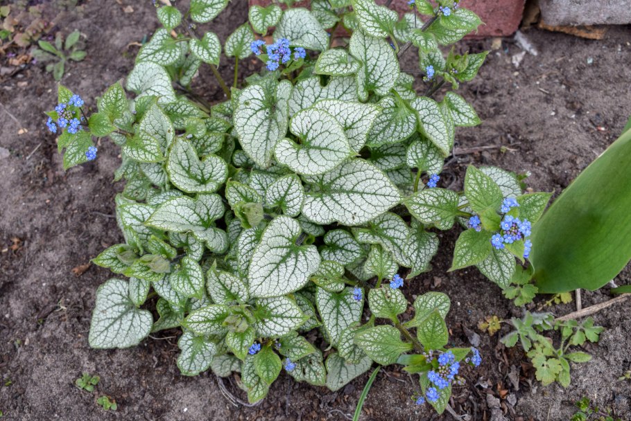 Brunnera macrophylla