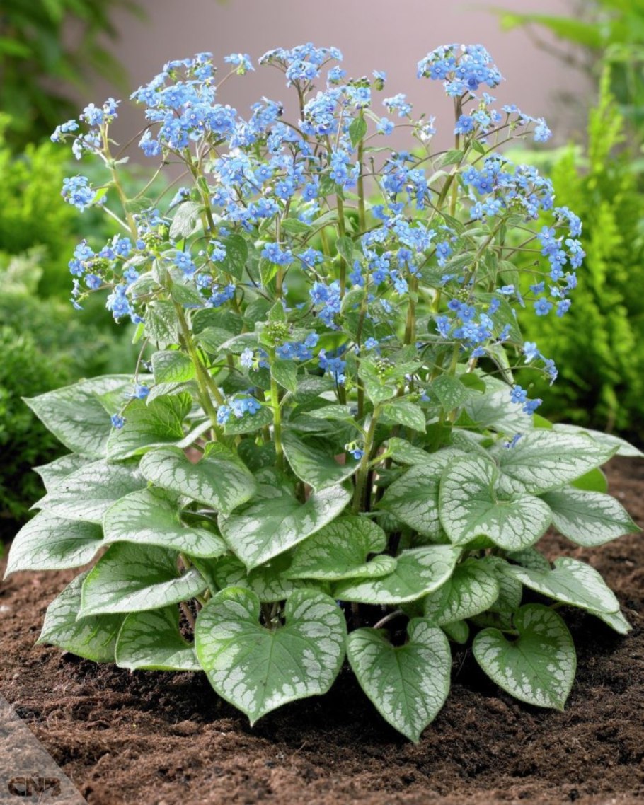 Бруннера Джек Фрост