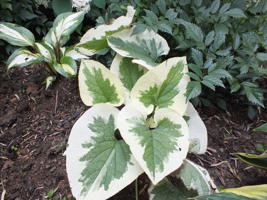 Бруннера крупнолистная Вариегата