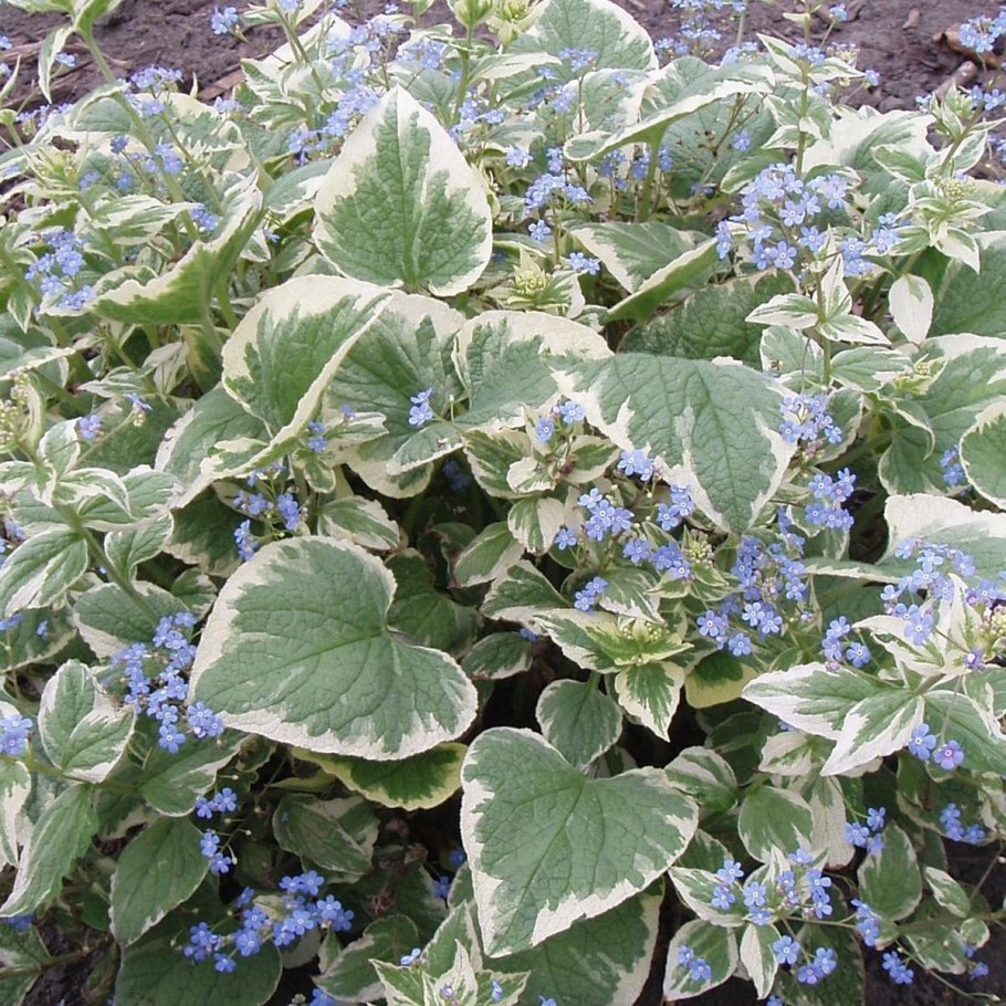 Бруннера крупнолистная variegata