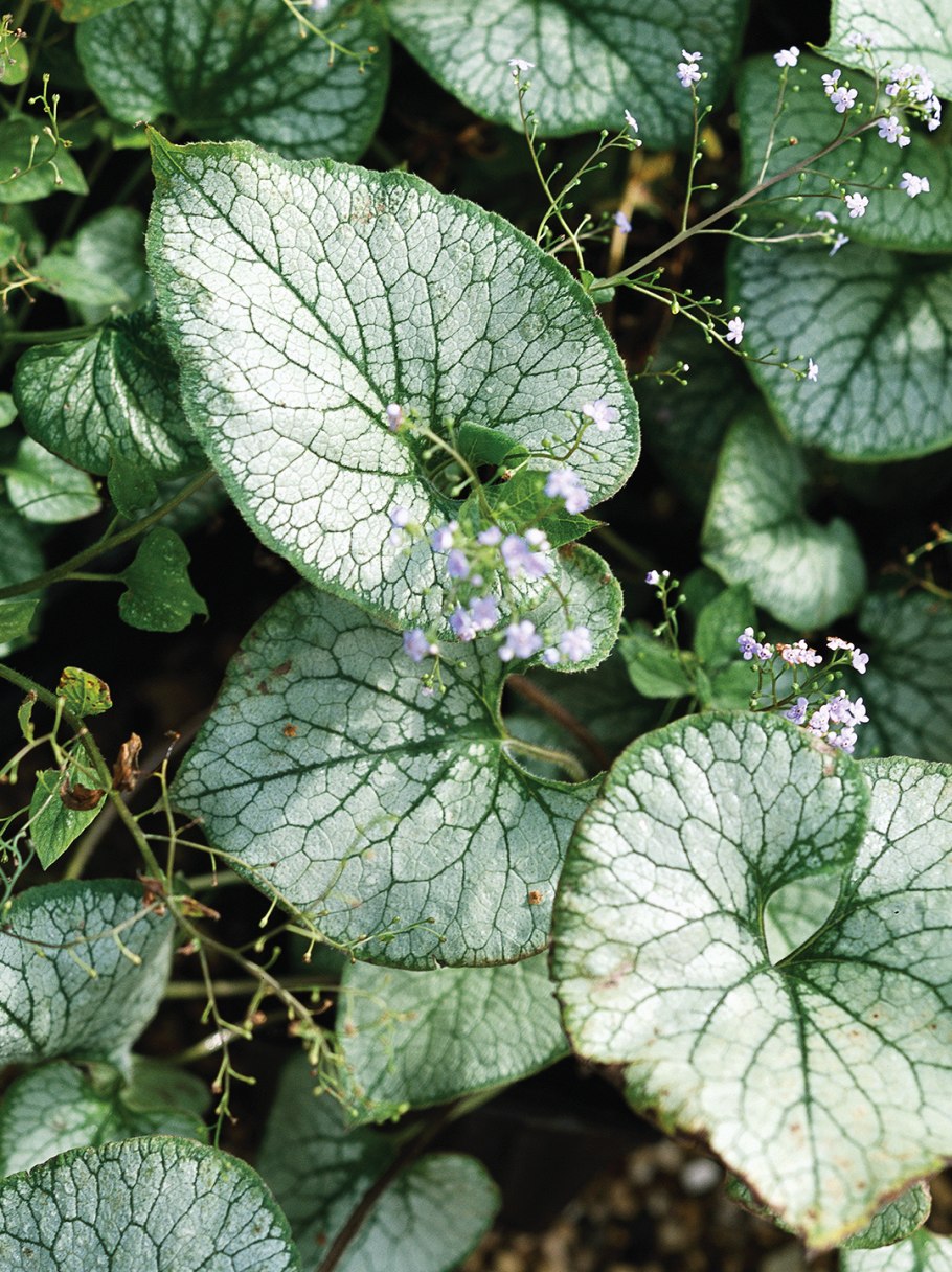 Бруннера Джек Фрост