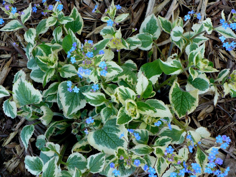 Бруннера Кингз Рэнсом