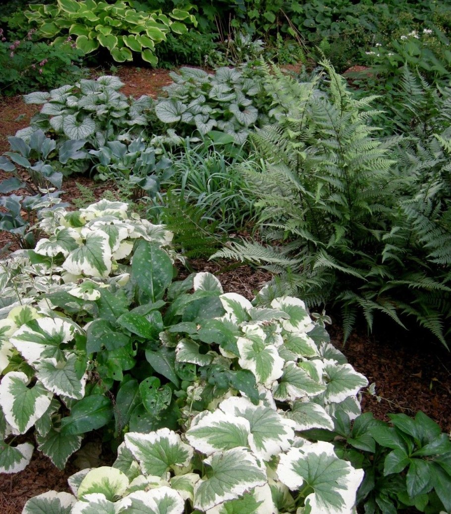 Бруннера обыкновенная