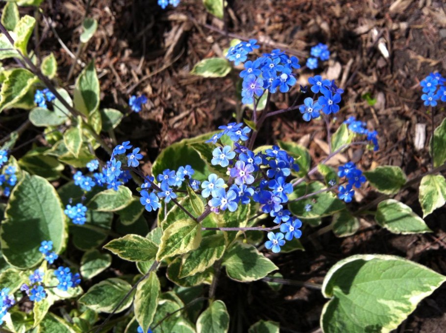 Бруннера крупнолистная лукинг Гласс