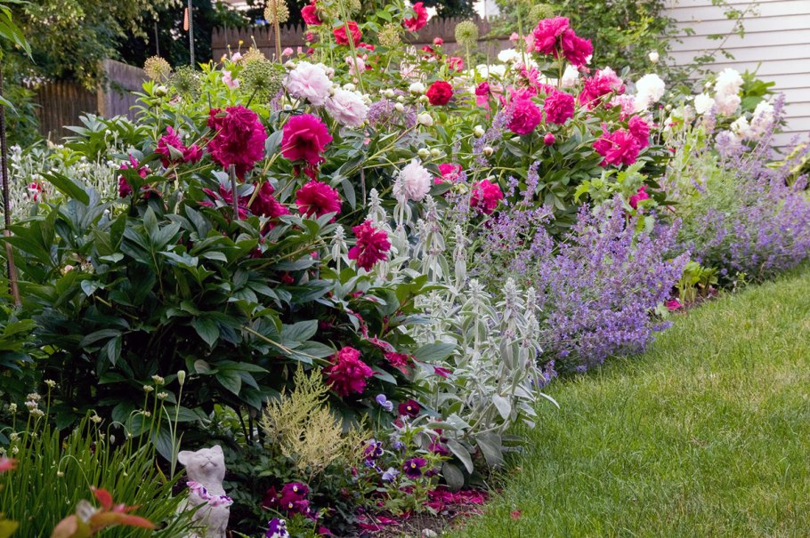 Миксбордер с пионами