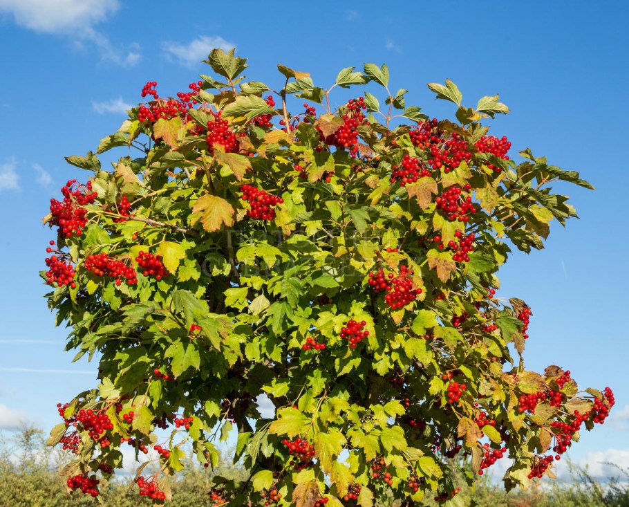 Калина обыкновенная куст