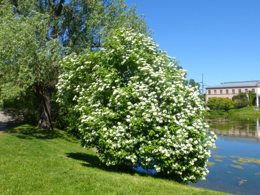 Калина обыкновенная
