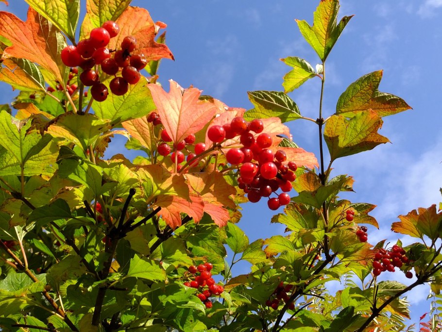 Калина бульденеж Розеум
