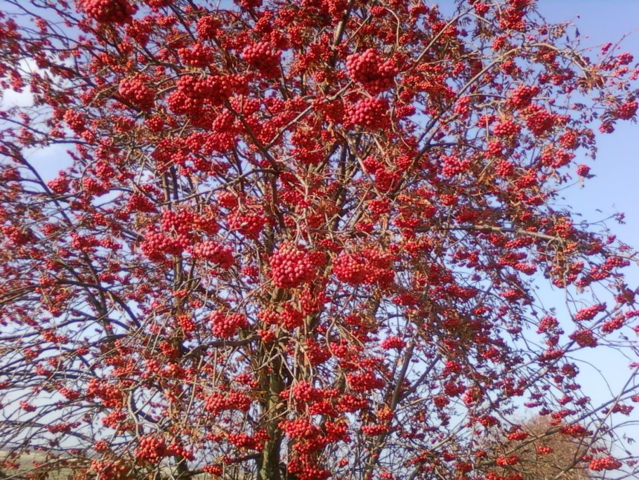 Калина вибурнум опулюс