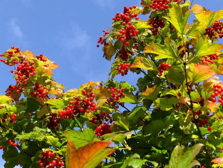 Калина обыкновенная Viburnum opulus